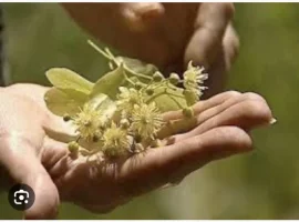 Зображення для оголошення Куплю цвіт липи