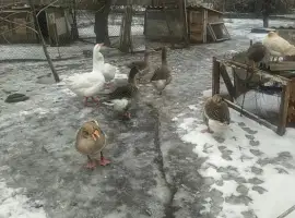 Зображення для оголошення Продам гусей породы Большая серая, живой вес