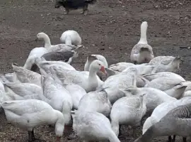 Зображення для оголошення Продаж білих гусей Легард живою вагою та тушками