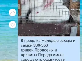 Зображення для оголошення Кролики привиты продажа живым весом и мясом