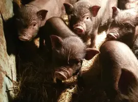 Зображення для оголошення В продаже вьетнамские поросята свиньи