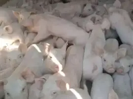 Зображення для оголошення Продаж свиней Ландрас Дюрок