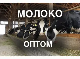Зображення для оголошення Продаж молока оптом від виробника – 5 000 кг/день