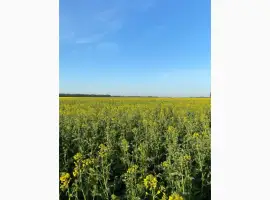 Зображення для оголошення Продам бджолиний пилок зібраний з весняних квітів та ріпаку
