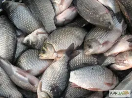 Зображення для оголошення Закуповуємо річкову