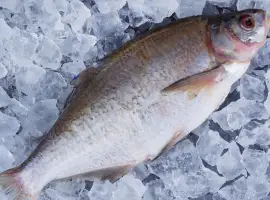 Зображення для оголошення Куплю лящ