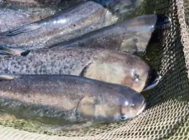 Зображення для оголошення Куплю товстолоб по Україні. Гурт. Самовивіз. Розрахунок готівка