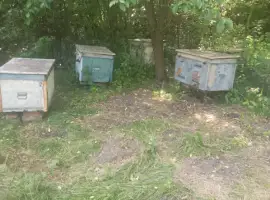 Зображення для оголошення Улей для пчёл б/у 4шт