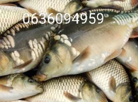 Зображення для оголошення Риба білий амур