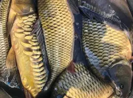 Зображення для оголошення Продам живу рибу оптом і в роздріб