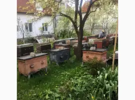 Зображення для оголошення Продам обладнання для пасіки б/у