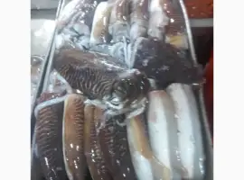 Зображення для оголошення Special Offer - Frozen Bonito (Пеламида / Пиламида) Frozen on board