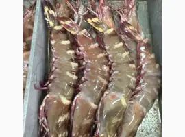 Зображення для оголошення Mauritania fishing coast