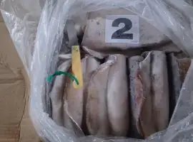 Зображення для оголошення Wholesale seafood supplier Mauritania fishing coast Nouadhibou fishing harbor Nouakchot
