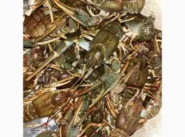 Зображення для оголошення Куплю раки дорого
