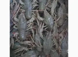 Зображення для оголошення Закуповуємо живі раки