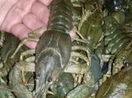 Зображення для оголошення Куплю раки