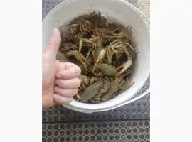 Зображення для оголошення Раки Живі