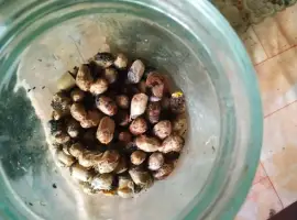 Зображення для оголошення Куколки диких пчел осмий