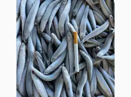 Зображення для оголошення Продам хамсу!!!свежий вылов