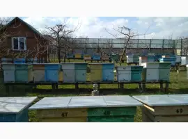 Зображення для оголошення Продам бджолопакети та бджолосім'ї