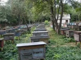 Зображення для оголошення Продам бджолосім’ї