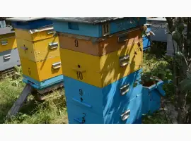 Зображення для оголошення Продам бджіл сім'ями пчелосемьи