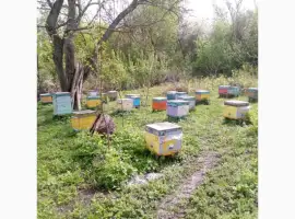 Зображення для оголошення Продам бджолосімї