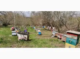 Зображення для оголошення Продам вулики з сім'ями