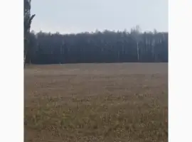 Зображення для оголошення Розліснення полів