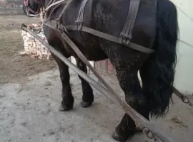 Зображення для оголошення Жеребець ваговоз на парування вага 900 кг