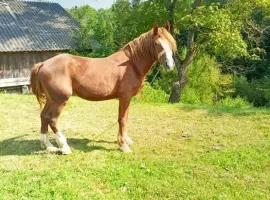 Зображення для оголошення Продам Коня " Олександрієвский Ваговоз "