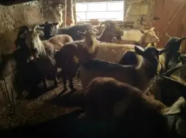 Зображення для оголошення Продам коз дойных
