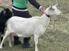 Зображення для оголошення Коза дойная зааненка