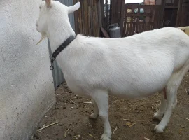 Зображення для оголошення Продажа дойных зааненских козочек