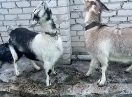 Зображення для оголошення Продаются молодые козочки 1 год, альпийские