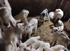 Зображення для оголошення Продажа козлят Альпийской и Зааненской породы