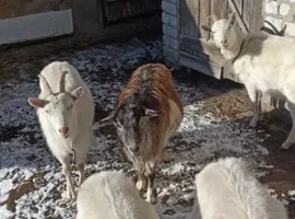 Зображення для оголошення Продажа породистых коз Альпийской и Зааненской п.