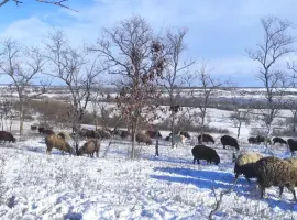 Зображення для оголошення Продажа овец и баранов