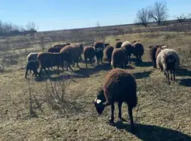 Зображення для оголошення Продажа баранов и полу курдючных овец
