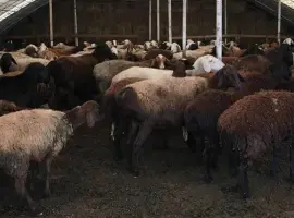 Зображення для оголошення Продажа баранов и валухов