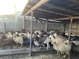 Зображення для оголошення Продажа курдючных баранов на мясо и разведение