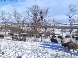 Зображення для оголошення Продам овец , баранов
