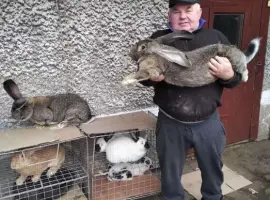 Зображення для оголошення Продаж кролів та кроленят різного віку, 8 порід