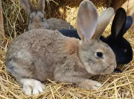 Зображення для оголошення Продаж домашніх кролів на м'ясо та розведення