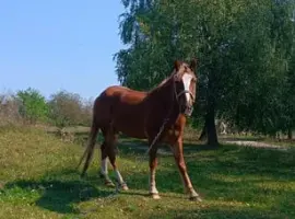 Зображення для оголошення Продаж спокійного коня, працює сам