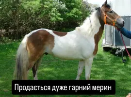 Зображення для оголошення Продається кінь мерин Мафін 2020 р.н