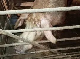 Зображення для оголошення Продам хряка Кантор 2 года