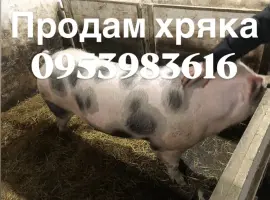 Зображення для оголошення Продам хряка более 300 кг