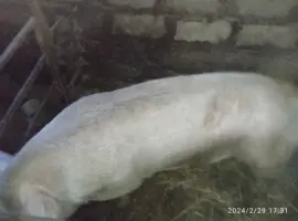 Зображення для оголошення Продам хряка на племя, 2 года